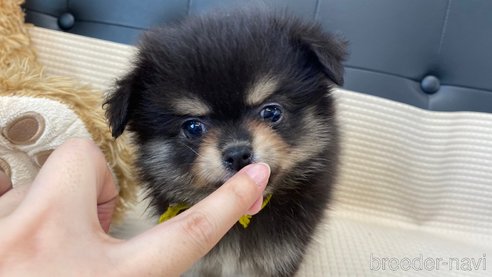 成約済の兵庫県のポメチワ:ポメラニアン×チワワ-329750の8枚目